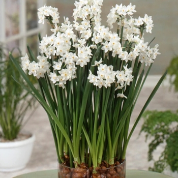 Narcissus papyraceus 'Ziva' 