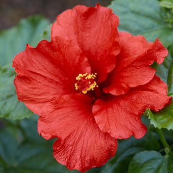 Hibiscus rosa-sinensis 'First to Arrive™' 