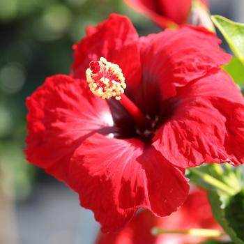 Hibiscus rosa-sinensis Hollywood Hibiscus® 'Hot Shot™' (274207)