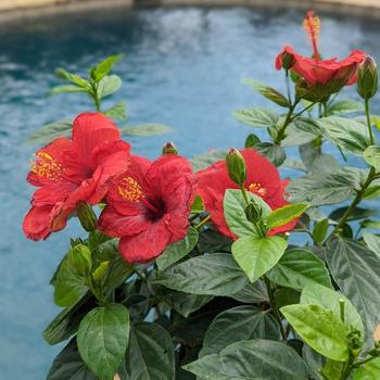 Hibiscus rosa-sinensis Hollywood Hibiscus® 'Hot Shot™' (274208)