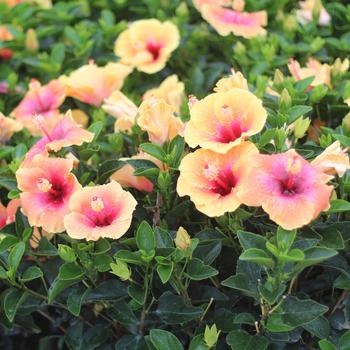 Hibiscus rosa-sinensis 'JBG 14003' PP31854