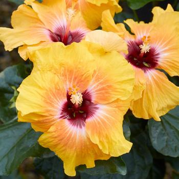 Hibiscus rosa-sinensis Hollywood Hibiscus® 'Social Butterfly™' (274211)