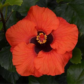 Hibiscus rosa-sinensis 'JBG 19034' PP35491