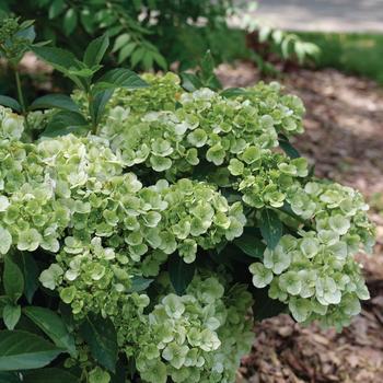 Hydrangea 'Fairytrail® Green' (274215)