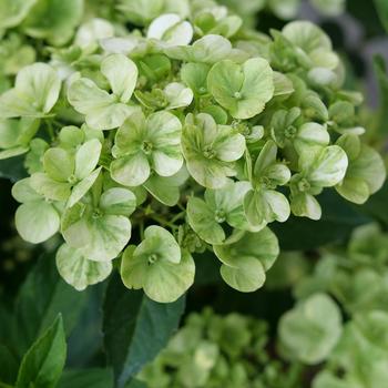 Hydrangea 'Fairytrail® Green' (274216)