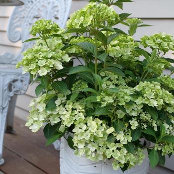 Hydrangea 'Fairytrail® Green' (274217)