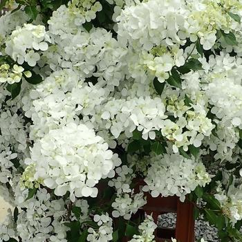 Hydrangea 'Fairytrail® White' (274218)