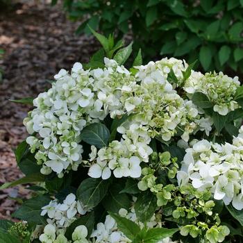 Hydrangea 'Fairytrail® White' (274219)