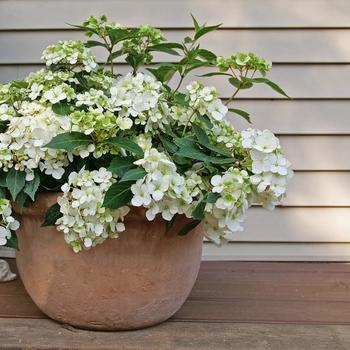 Hydrangea 'Fairytrail® White' (274220)