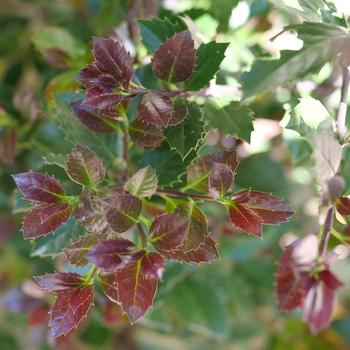 Ilex x meserveae 'Castle Rouge®' (274223)