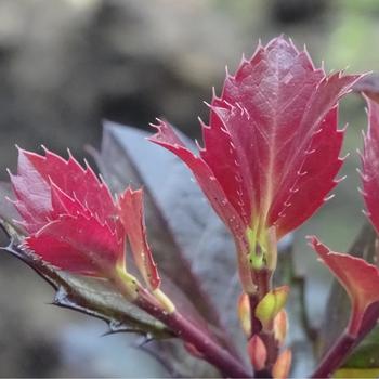 Ilex x meserveae 'Castle Rouge®' (274224)