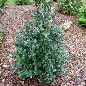 Ilex x meserveae 'Castle Rouge®' (274225)