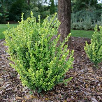 Ilex crenata 'Glow Pop®' (274227)