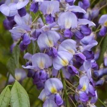 Wisteria floribunda 'Murasaki-noda' 