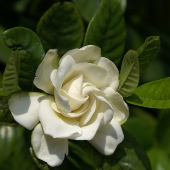 Gardenia jasminoides 'Miami Supreme' 