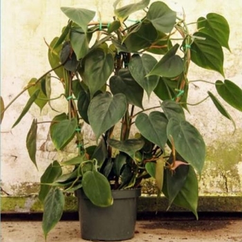 Philodendron hederaceum 'Brasil' 