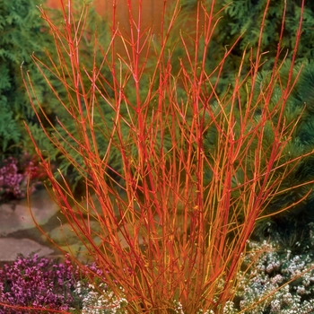 Cornus sanguinea 'Midwinter Fire' 