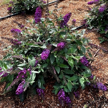 Buddleia 'PODARASNGA 9-15' 