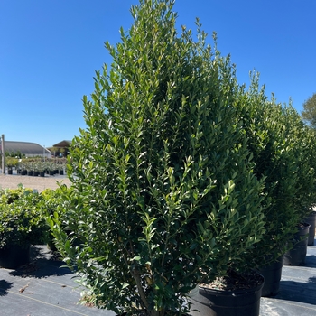 Ilex 'RutHol4' PPAF