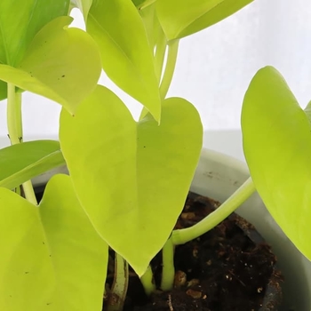 Epipremnum aureum 'Neon' 