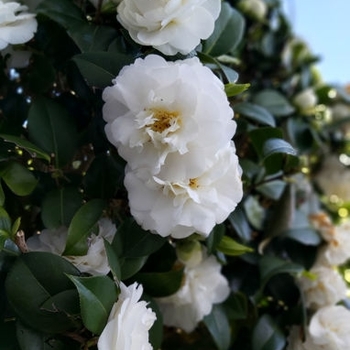 Camellia sasanqua 'Autumn Rocket' 