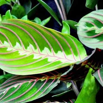 Maranta leuconeura