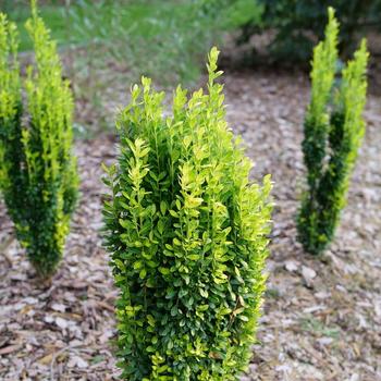 Ilex crenata 'Glow Stick®' (274339)