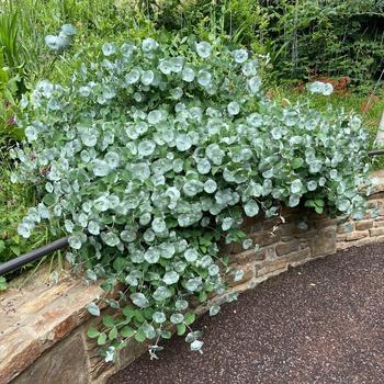 Lonicera reticulata x prolifera 'Kintzley's Ghost®' 