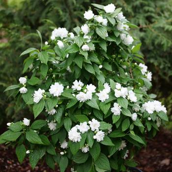 Philadelphus coronarius 'Illuminati Spice®' (274342)