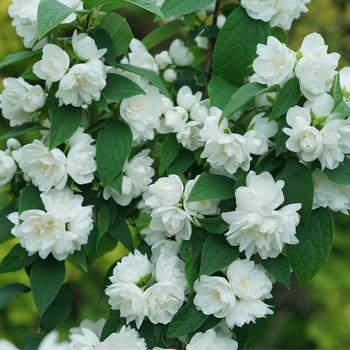 Philadelphus coronarius 'Illuminati Spice®' (274343)