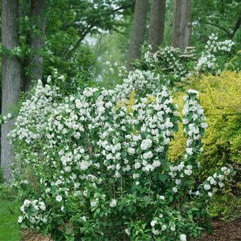 Philadelphus coronarius 'SMNPSDW' PP35784