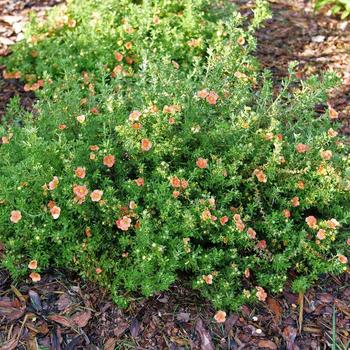 Potentilla fruticosa 'Happy Face®' (274354)