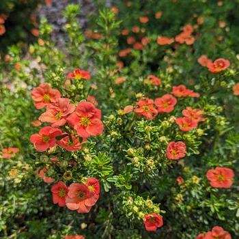 Potentilla fruticosa 'Happy Face®' (274355)