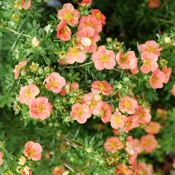 Potentilla fruticosa 'Minporoug01' PP36116