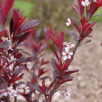 Prunus x cistena 'Stay Classy®' (274357)