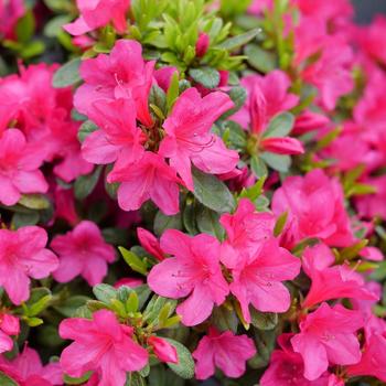 Rhododendron 'Perfecto Mundo Fuchsia Carpet™' (274361)