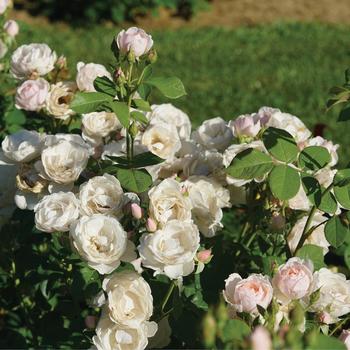 Rosa 'Flavorette Pear'd®' (274363)