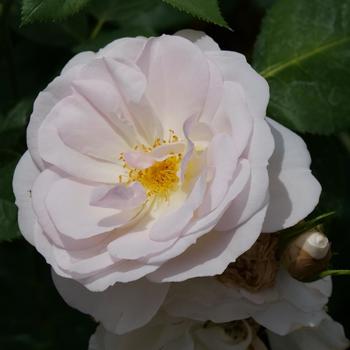 Rosa 'Flavorette Pear'd®' (274364)