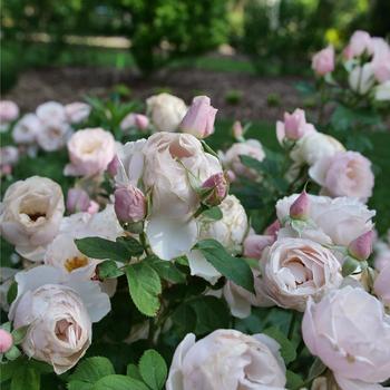 Rosa 'Flavorette Pear'd®' (274365)