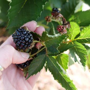 Rubus 'Ponca' PP33330