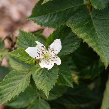 Rubus 'Taste of Heaven™' (274369)