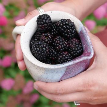 Rubus 'Taste of Heaven™' (274370)