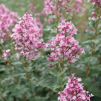 Syringa Bloomerang Ballet® '' (274371)