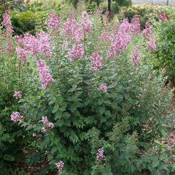 Syringa 'SMNSPH' PP35934