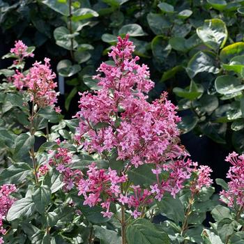 Syringa Bloomerang Ballet® '' (274373)