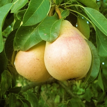 Pyrus communis 'Pineapple'