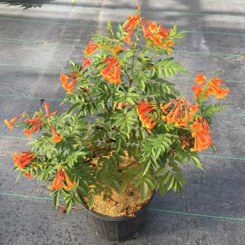 Tecoma stans 'Chicklet® Orange' (274383)