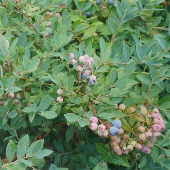 Vaccinium corymbosum 'Splendid!™' (274385)