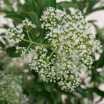 Viburnum 'NCVX5' PPAF