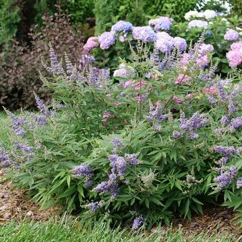 Vitex agnus-castus 'Rock Steady®' (274391)